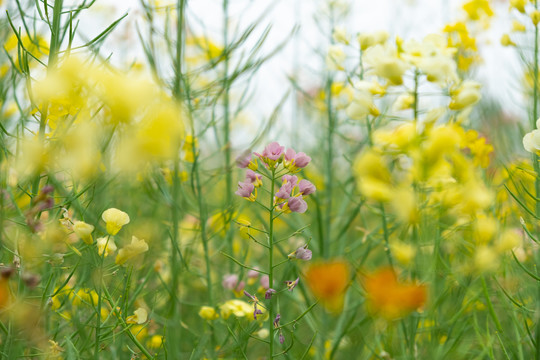 彩色油菜花五彩油菜花蜜蜂采花