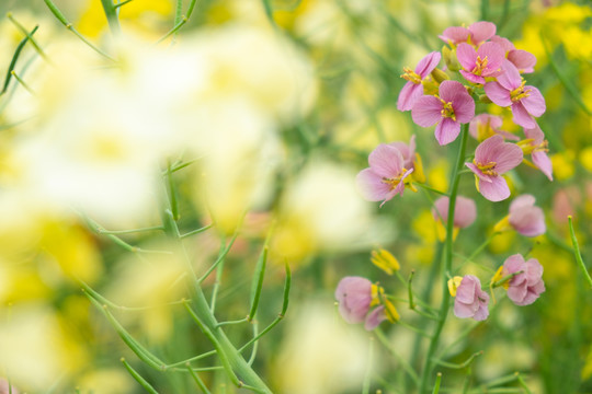 彩色油菜花五彩油菜花蜜蜂采花