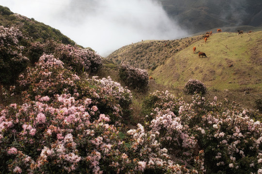 乌蒙山大草原杜鹃花海风力发电