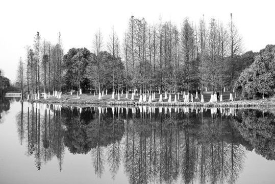 湿地公园黑白装饰画