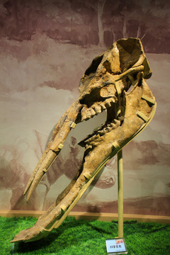 黄河象化石