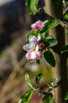 苹果花