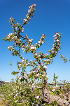 苹果花