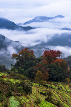 云雾山景