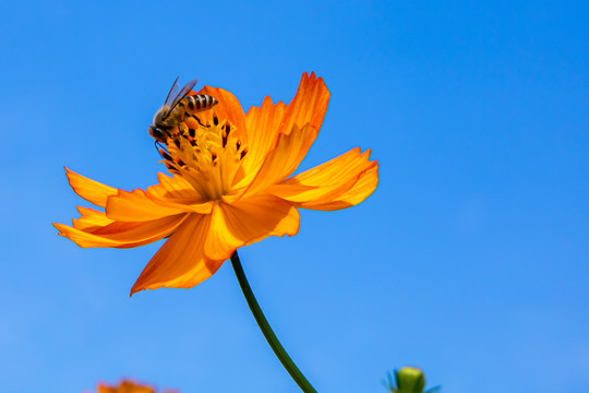 夏天盛开的硫华菊花