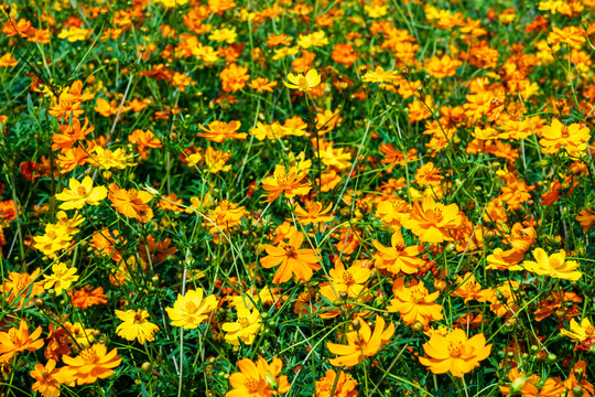 夏天盛开的硫华菊花