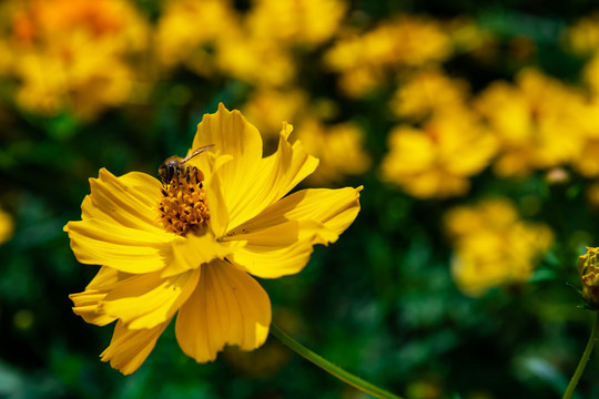 硫华菊花