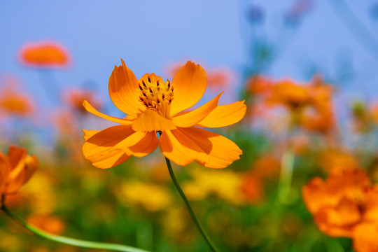 硫华菊