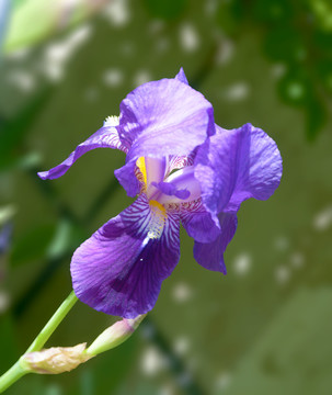 鸢尾花