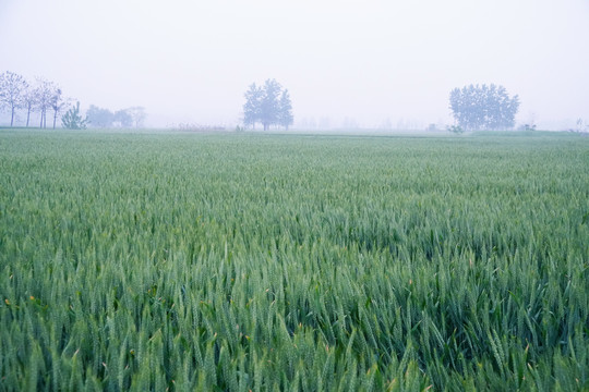 雨后的麦田