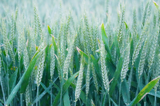 雨后的麦田