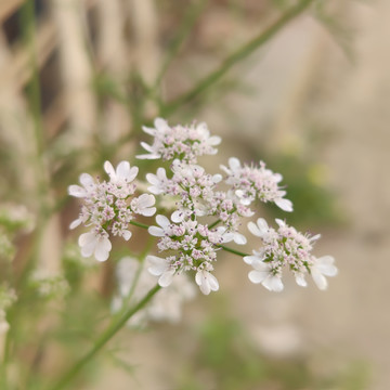 白蕾丝花特写