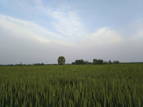 麦田风景