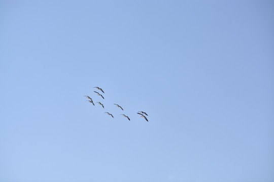 天空上的鸟