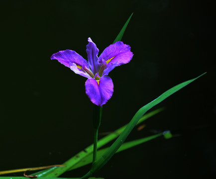 鸢尾花