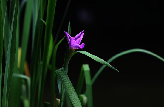 鸢尾花