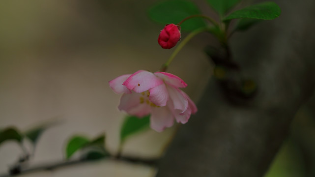 樱花素材