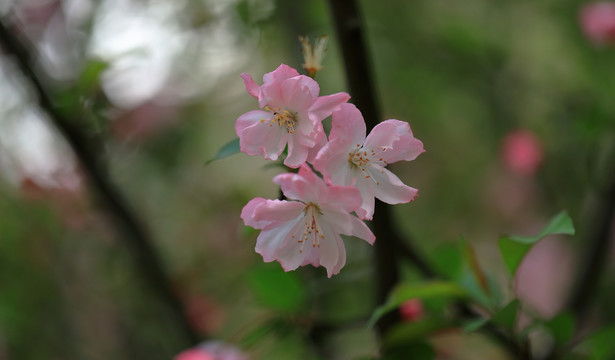 樱花特写