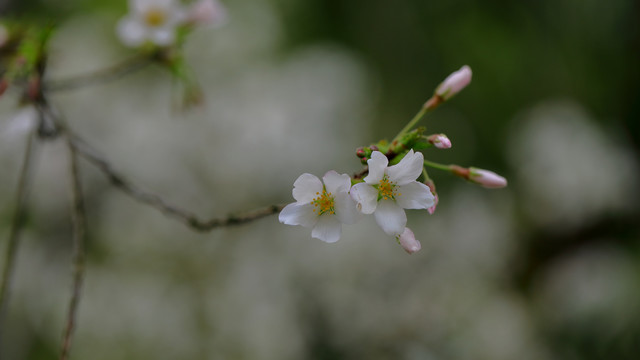 樱花特写