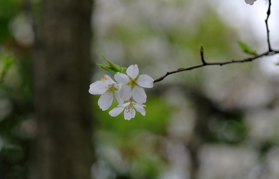 樱花特写