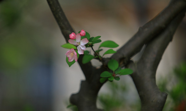 樱花特写