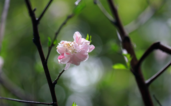 樱花素材