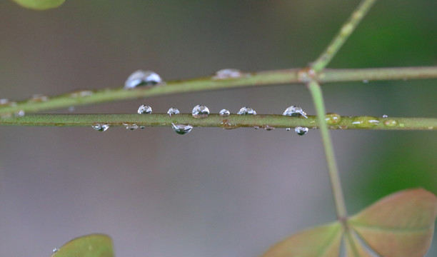 带露水的树叶