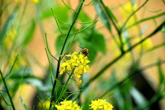 油菜花蜜蜂