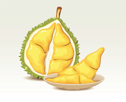 矢量榴蓮