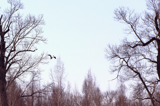 原始森林的野生鹤鸟