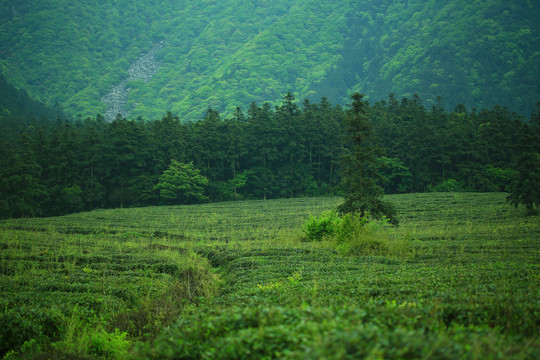 庐山风景