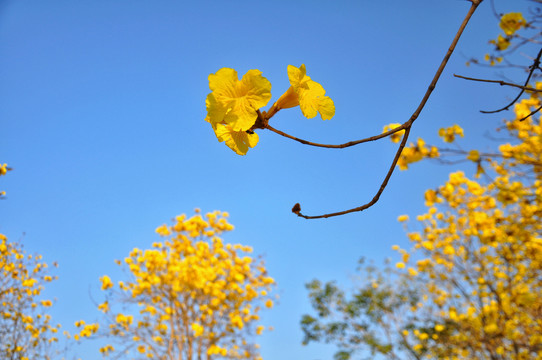 黄花风铃