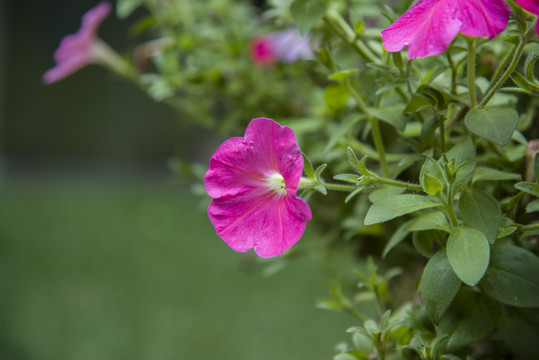 矮牵牛花碧冬茄