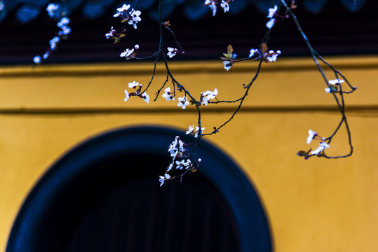 绍兴新昌大佛寺黄墙