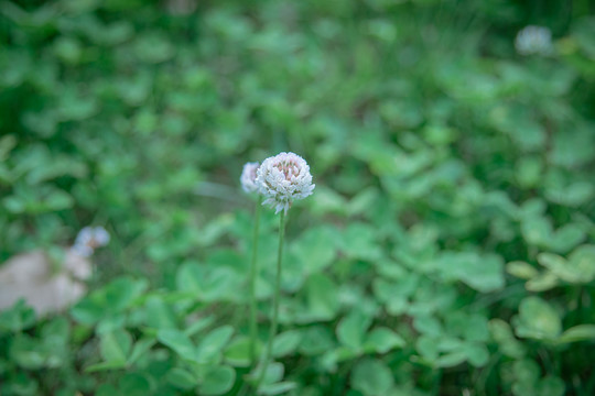 小球花