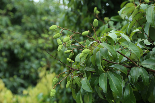 荔枝树