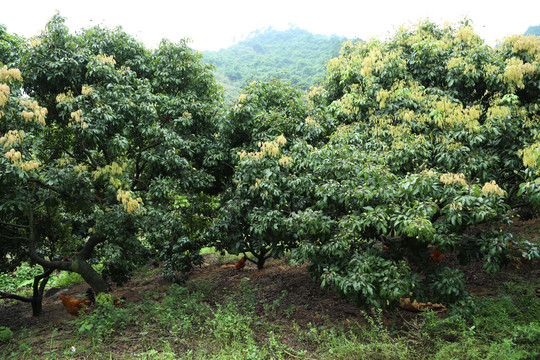 荔枝树