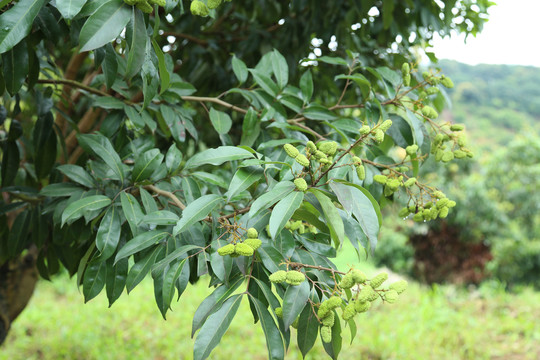 荔枝树