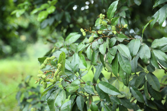 荔枝树