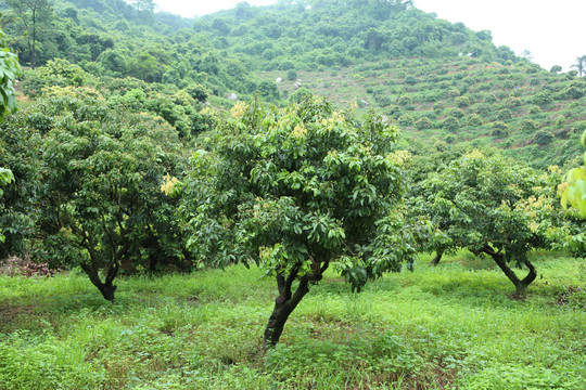 荔枝树