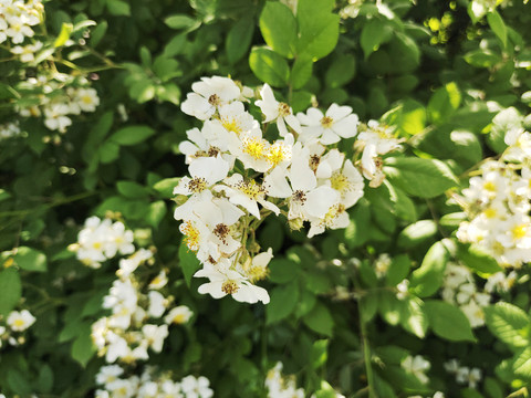 蔷薇花白玉堂