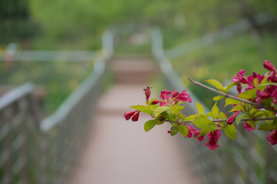 锦带花