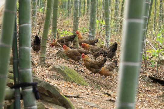 竹林散养鸡
