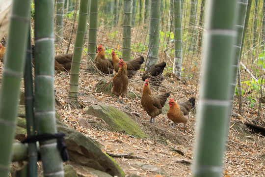 竹林散养鸡