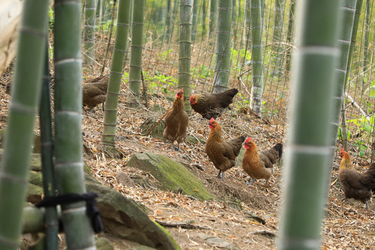 竹林散养鸡