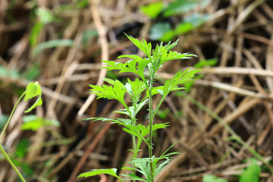 艾草