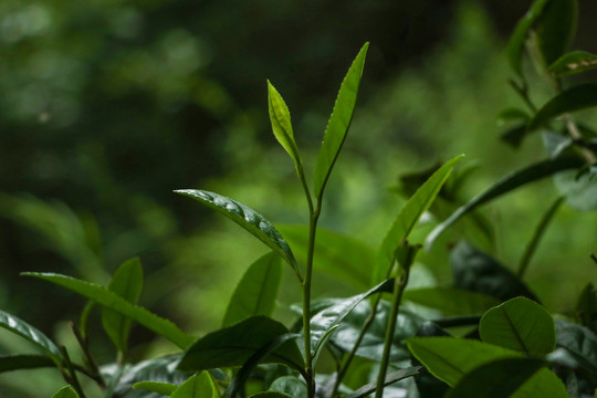 古树茶普洱茶