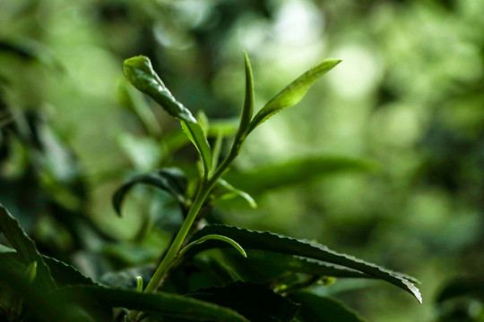 古树茶普洱茶