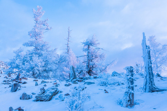 雪山松树雾凇