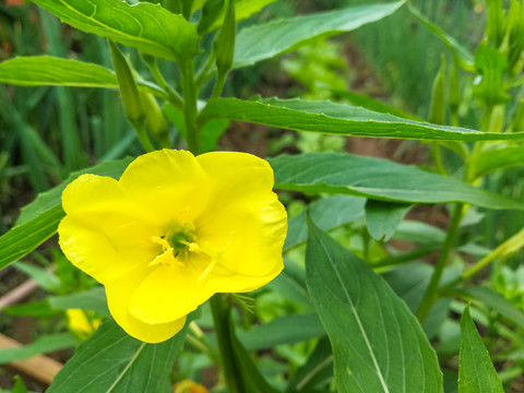 黄花月见草